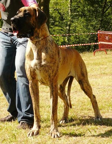 CH VELVET DE CASALBERO 
