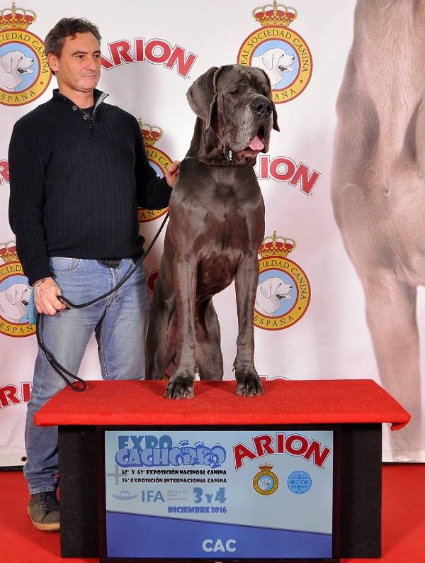 EXPOSICIONES NACIONAL E INTERNACIONAL CANINAS DE ALICANTE 2016