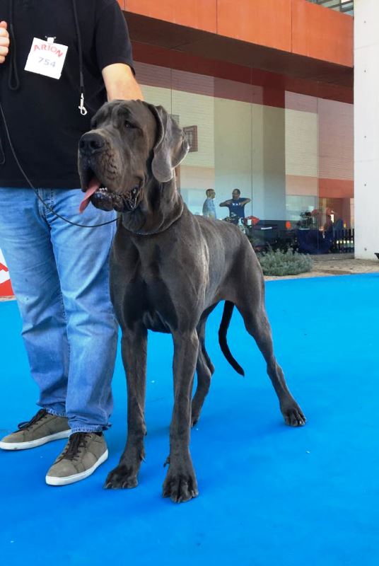 EXPOSICION INTERNACIONAL TALAVERA DE LA REINA 2017 (Punto Obligatorio Cto. España) 