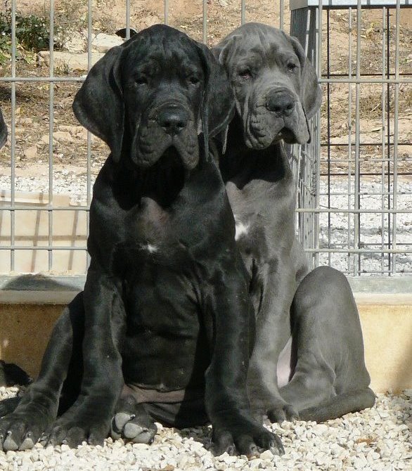 PROXIMA CAMADA DE CASALBERO (NEGROS Y AZULES) 