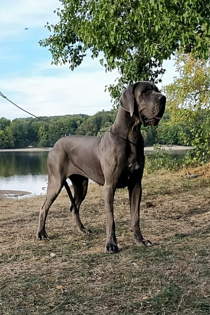 NATIONALE D'ELEVAGE DOGGEN CLUB DE FRANCE - NEUVIC 2018