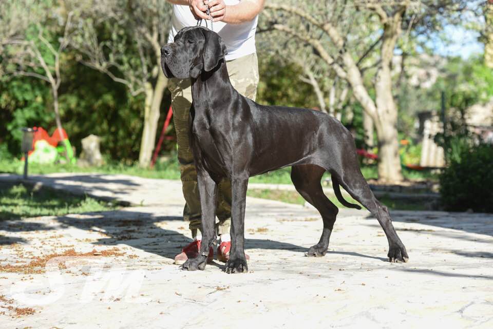 YAMAHA DE CASALBERO, CAMPEONA JOVEN DEL CLUB CROATA DEL DOGO ALEMAN - RBIS JOVEN 