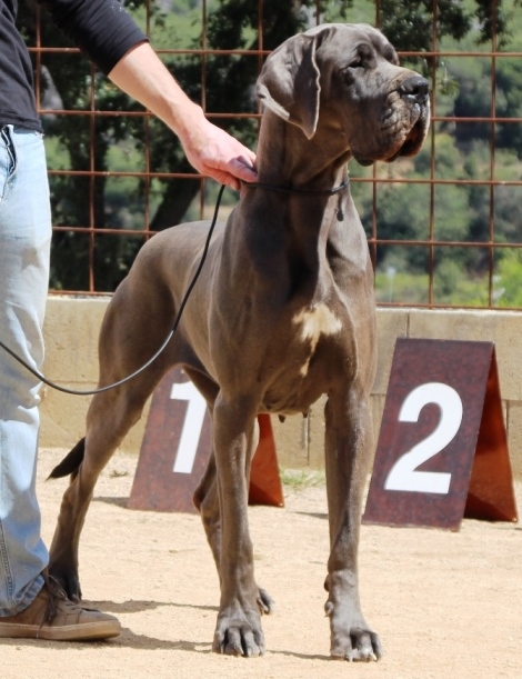 EXPOSICION INTERNACIONAL TALAVERA 2019 (PUNTO OBLIGATORIO CTO. ESPAÑA) 