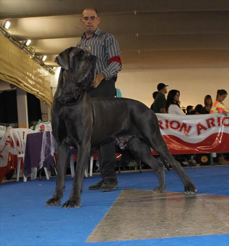 CHJ EL JETHRO DE CASALBERO 